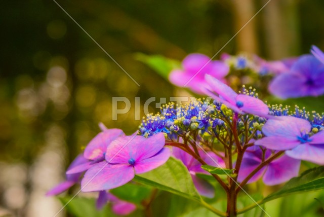 写真のタイトルが入ります