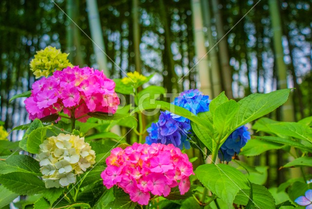 写真のタイトルが入ります