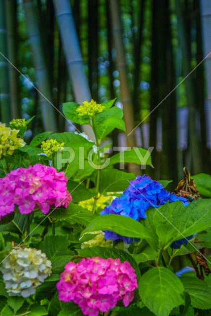写真のタイトルが入ります