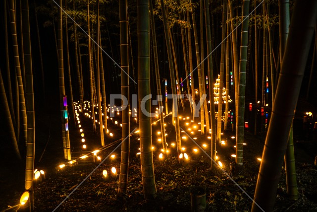 写真のタイトルが入ります