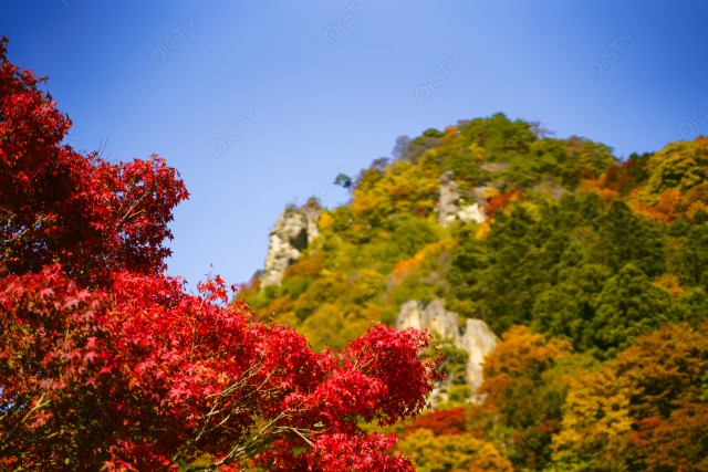 写真のタイトルが入ります