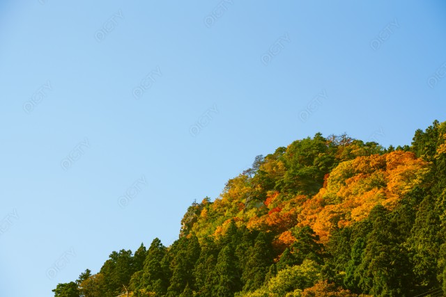 写真のタイトルが入ります