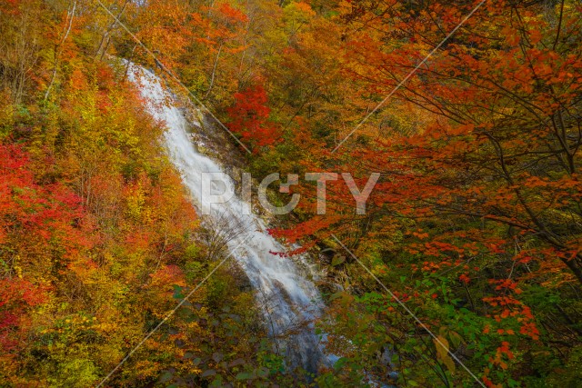 しゃくなげの滝と紅葉（四万湖）