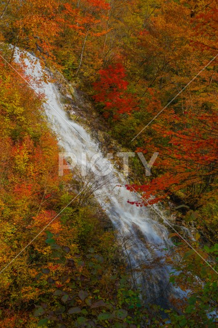 しゃくなげの滝と紅葉（四万湖）