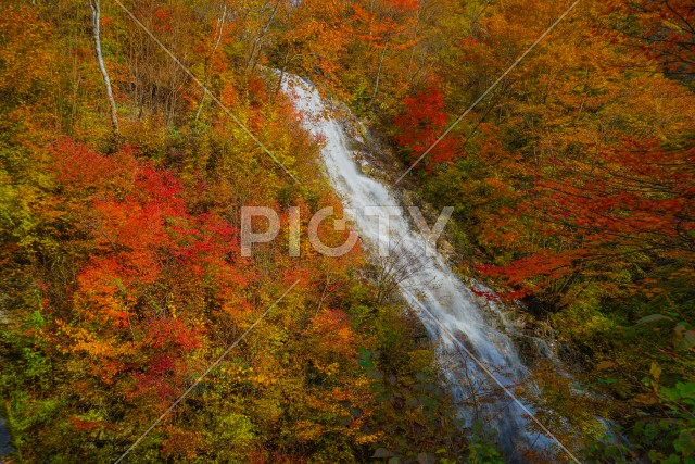 しゃくなげの滝と紅葉（四万湖）
