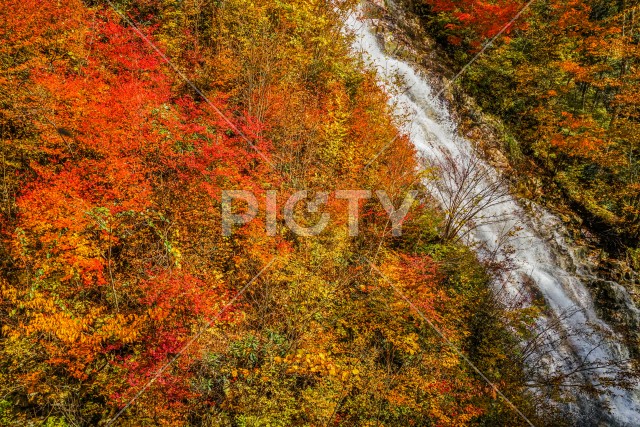 しゃくなげの滝と紅葉（四万湖）
