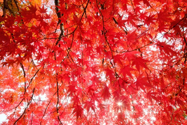 写真のタイトルが入ります