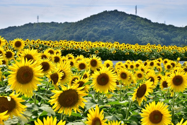 写真のタイトルが入ります