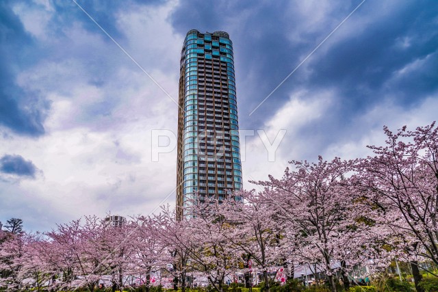 曇天の空と六本木の満開桜