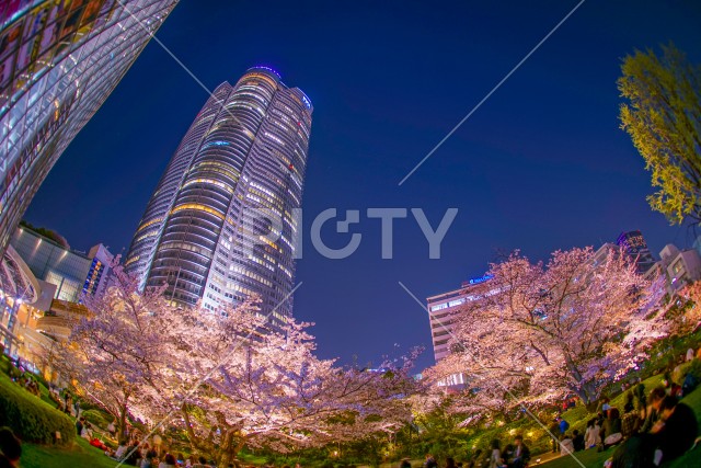 写真のタイトルが入ります