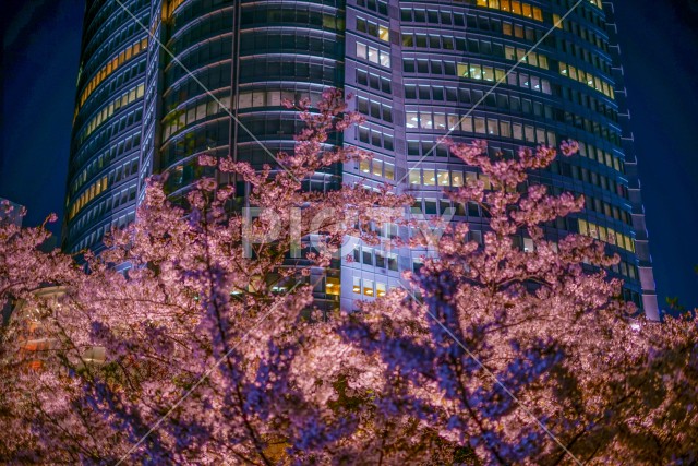 毛利庭園の夜桜と六本木ヒルズ