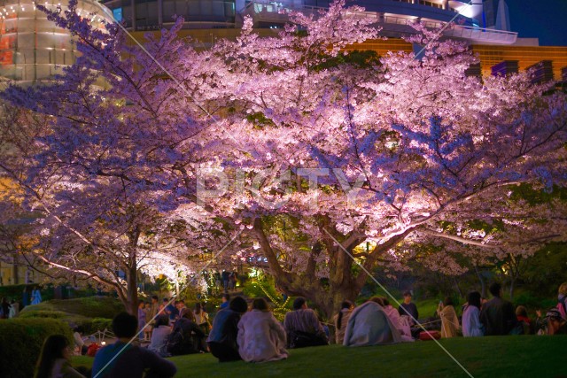 毛利庭園の夜桜と六本木ヒルズ