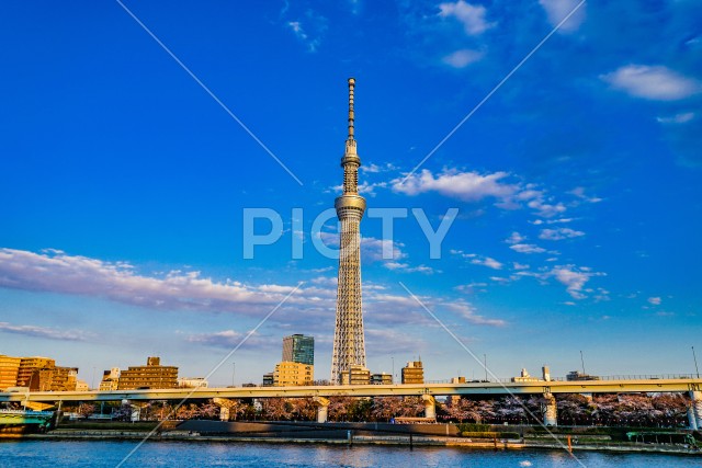 東京スカイツリーと晴天の空