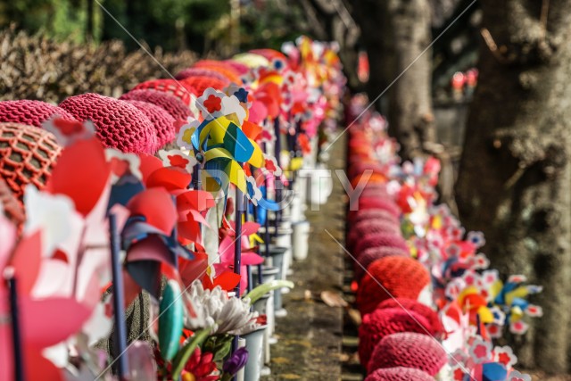 写真のタイトルが入ります