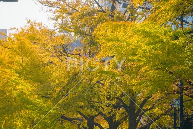 写真のタイトルが入ります