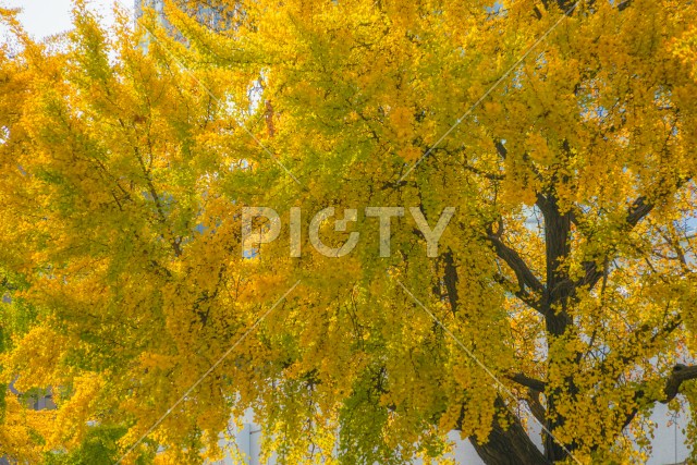 写真のタイトルが入ります