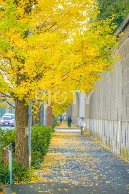 写真のタイトルが入ります