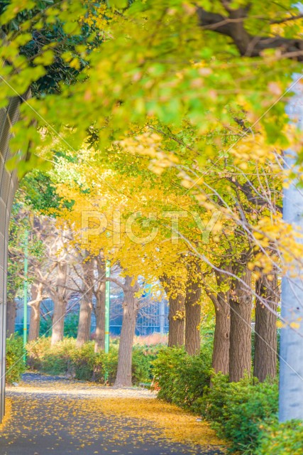 写真のタイトルが入ります