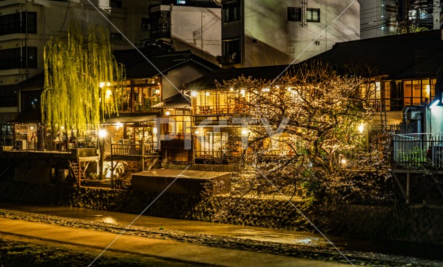 京都・先斗町の街並みと桜