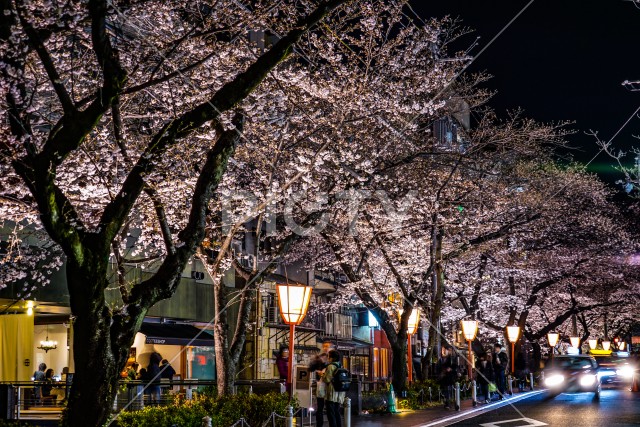 京都・先斗町の街並みと桜