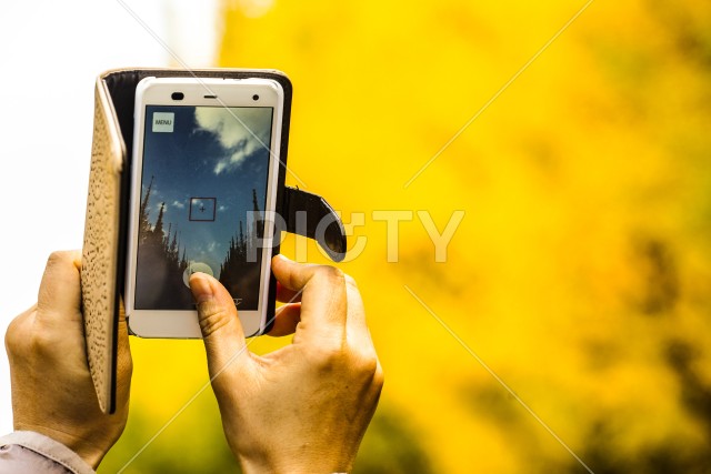 スマートフォン越しの神宮外苑いちょう並木