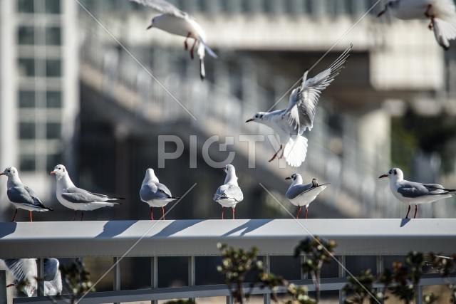 写真のタイトルが入ります
