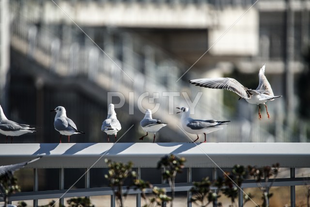 写真のタイトルが入ります