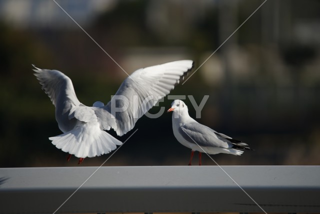 写真のタイトルが入ります