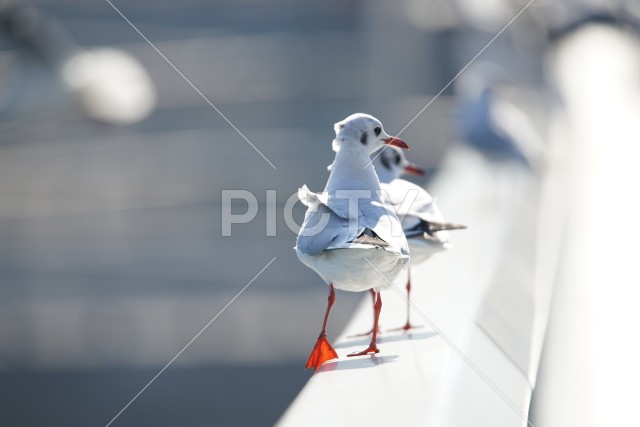 写真のタイトルが入ります