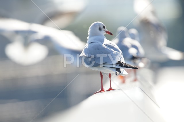 写真のタイトルが入ります