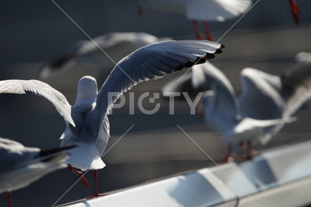 写真のタイトルが入ります
