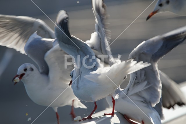 写真のタイトルが入ります