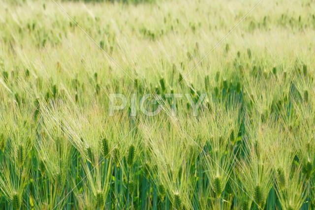 写真のタイトルが入ります