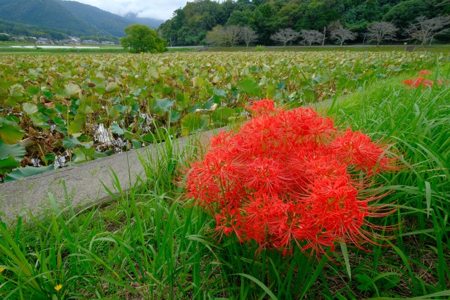 写真のタイトルが入ります