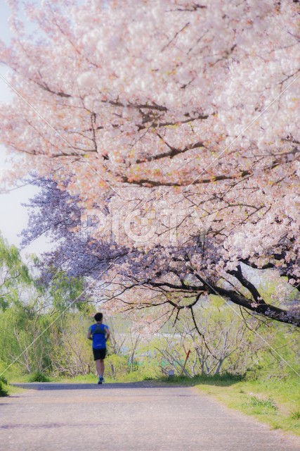 二ヶ領用水（宿河原）の桜