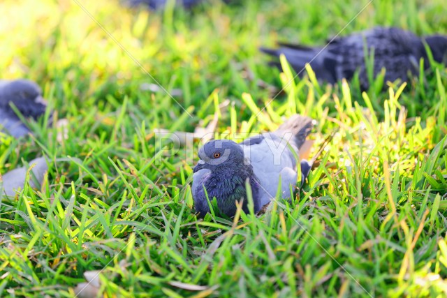 鳩