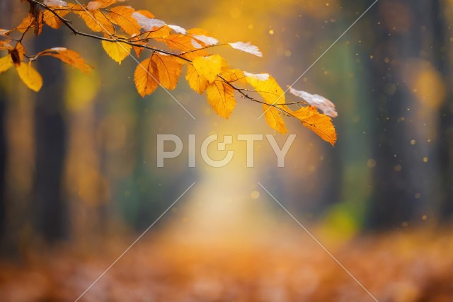秋の紅葉イメージ