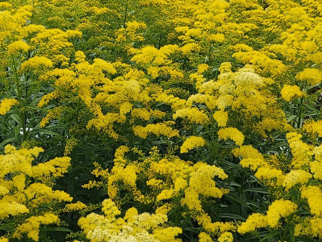 写真のタイトルが入ります