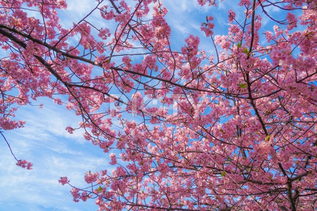 三浦海岸の河津桜