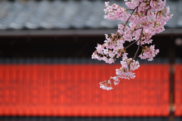 京の赤塀と早春の河津桜