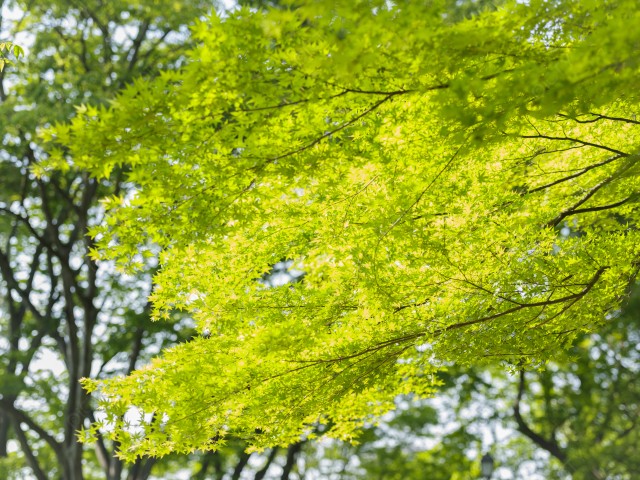 写真のタイトルが入ります