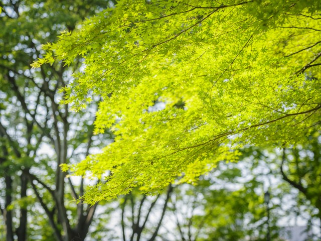 写真のタイトルが入ります
