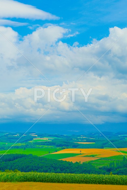 就実の丘からの夏の風景