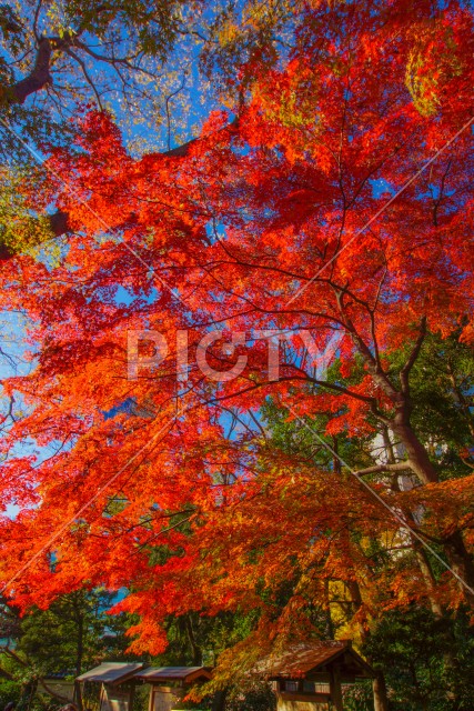小石川後楽園の紅葉