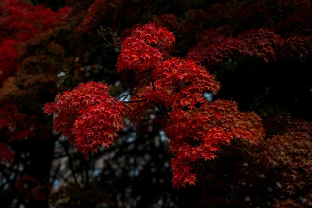 紅葉のイメージ_03