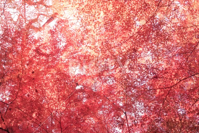 小石川後楽園の紅葉