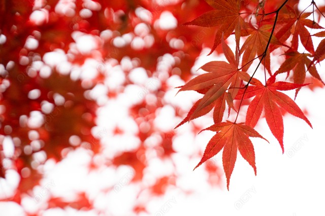 紅葉のイメージ_06