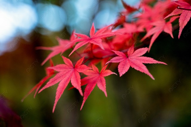 写真のタイトルが入ります