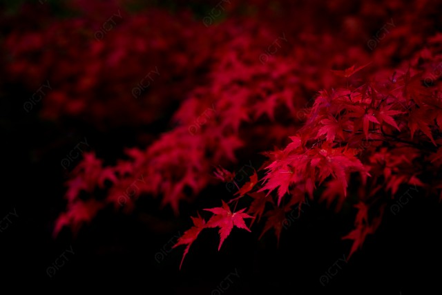 紅葉のイメージ_12