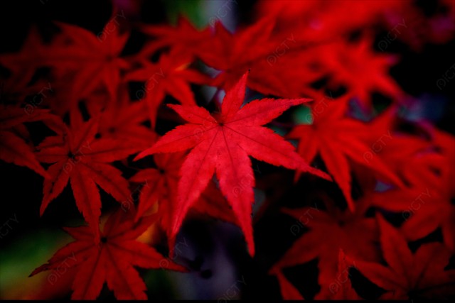 写真のタイトルが入ります